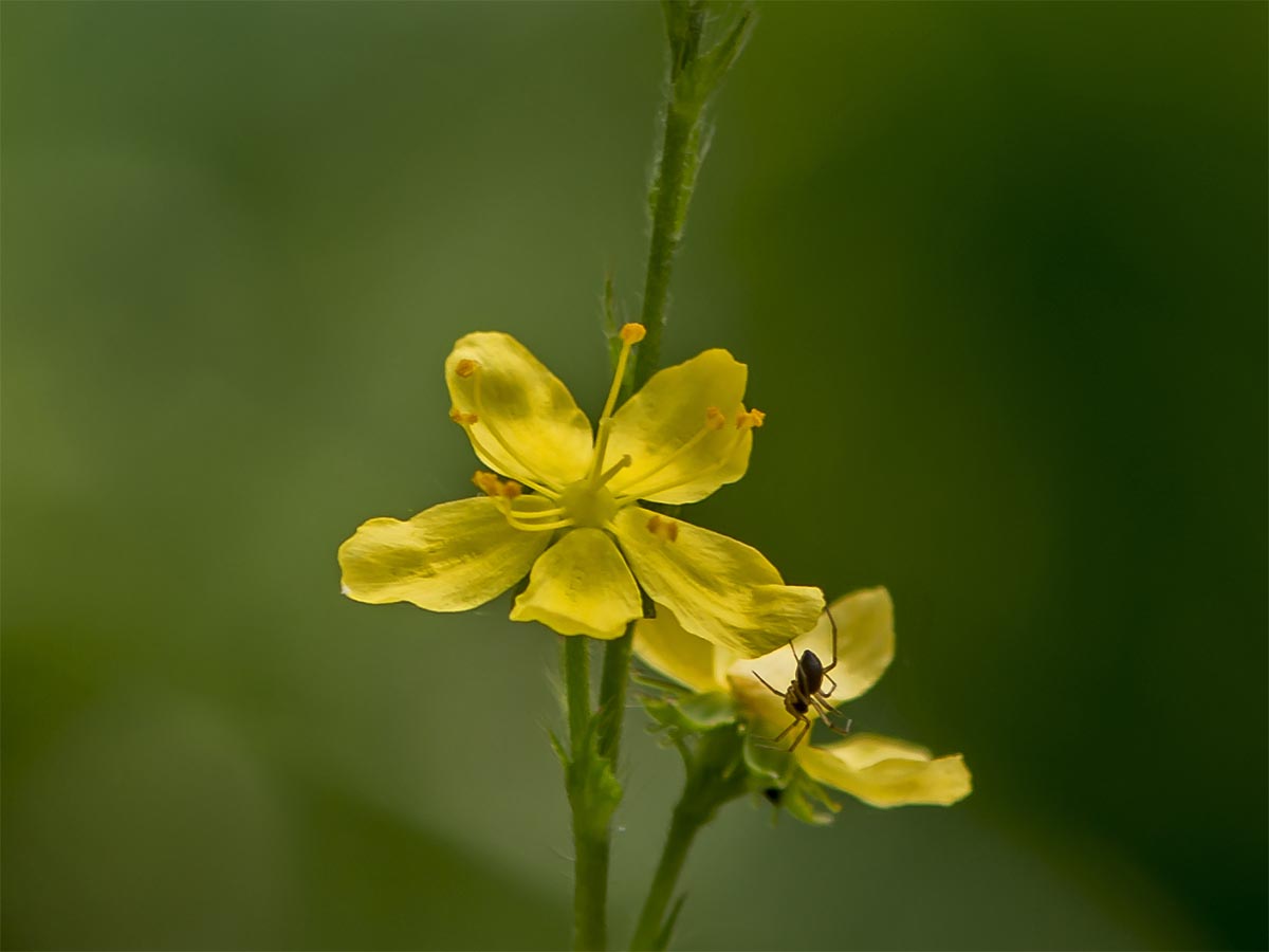 Aremonia agrimonoides